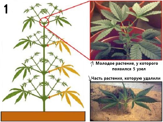 Подгибание марихуаны выращивание марихуаны в украине закон